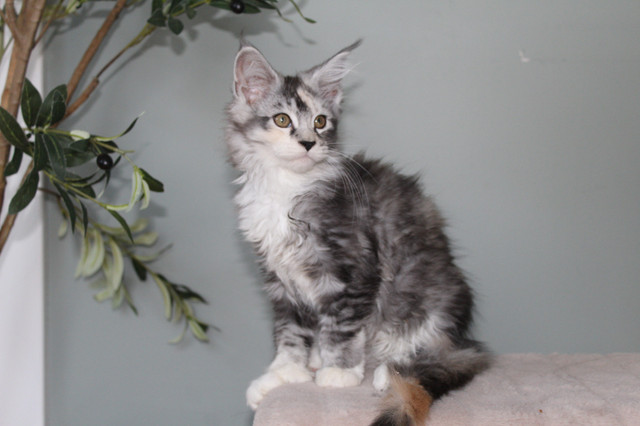 *PRICE DROP* XXL European Mainecoon kittens in Cats & Kittens for Rehoming in Moncton - Image 4