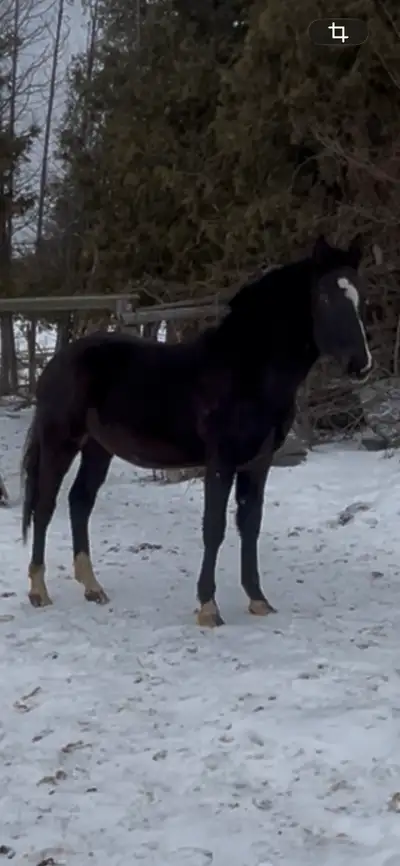 Warmblood Colt Trade For Trail Horse , View more