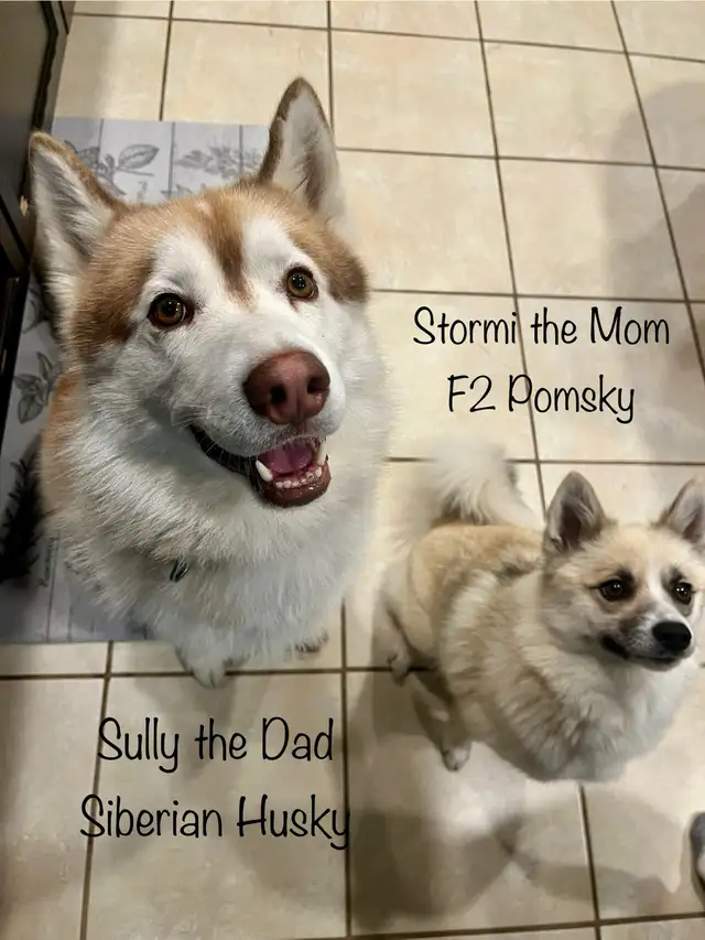 Pomsky Puppies - Ready for Homes July 18th in Dogs & Puppies for Rehoming in Markham / York Region - Image 7