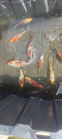 Shubunkin goldfish 