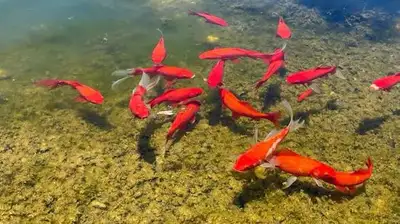 koi in stock at Strictly Fish Owen sound , View more
