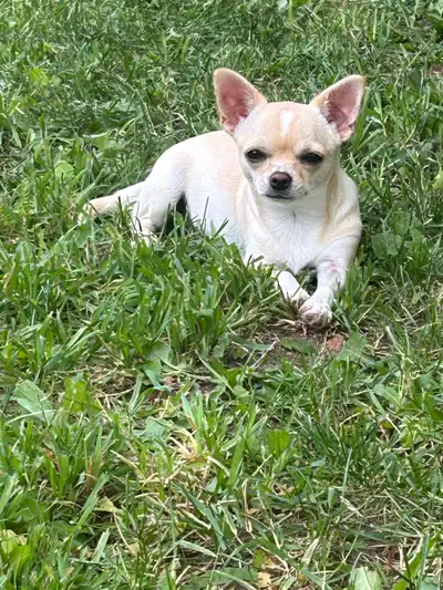 chihuahua, View more