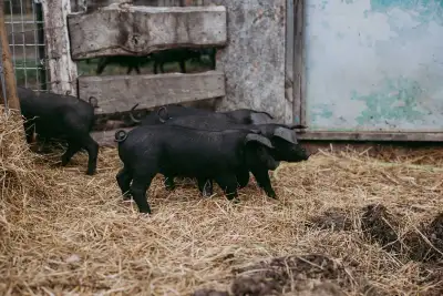 English Large Black Gilts - weanlings, View more