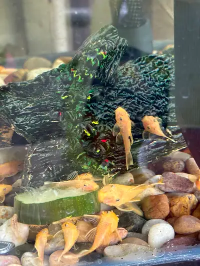 Lemon blue-eyed plecos for sale, View more