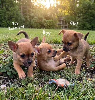 BEAUTIFUL CHIHUAHUA PUPPY LITTER - NOW TAKING RESERVATIONS, View more