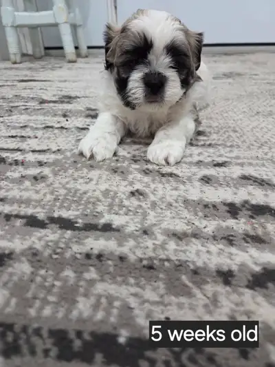 Shih-tzu maltese puppies (ONLY 1 LEFT), View more