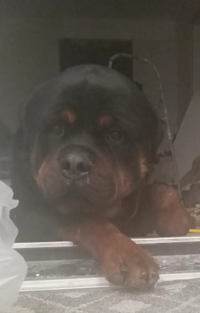 Beautiful Big boned Rottweiler puppies for Rehoming! in Dogs & Puppies for Rehoming in City of Toronto - Image 5