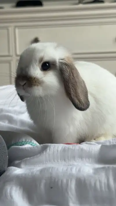 lapin holland lop, View more
