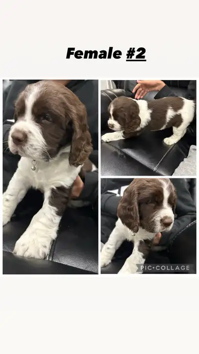 English Springer spaniel puppies, View more