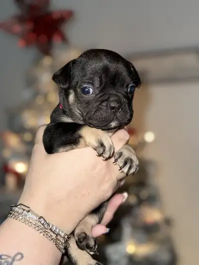 French bulldog puppies /Chiots Bouledogue français, View more