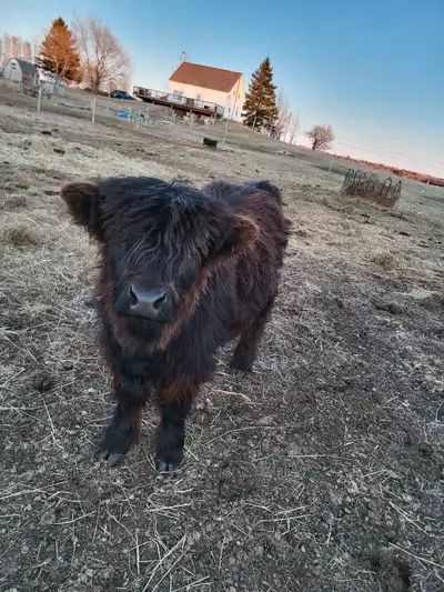 highland bull calve, View more