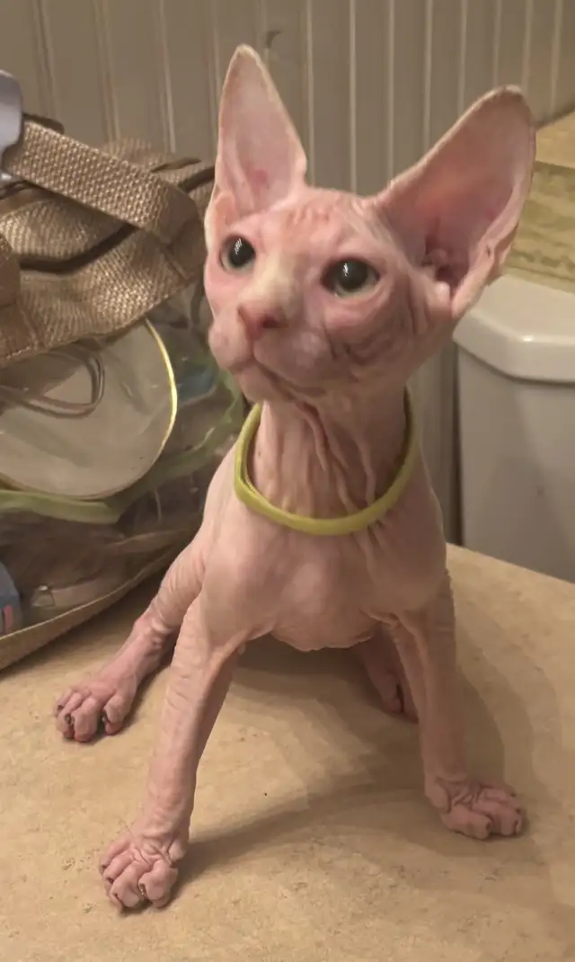 Hairless sphynx kittens in Cats & Kittens for Rehoming in North Bay - Image 2