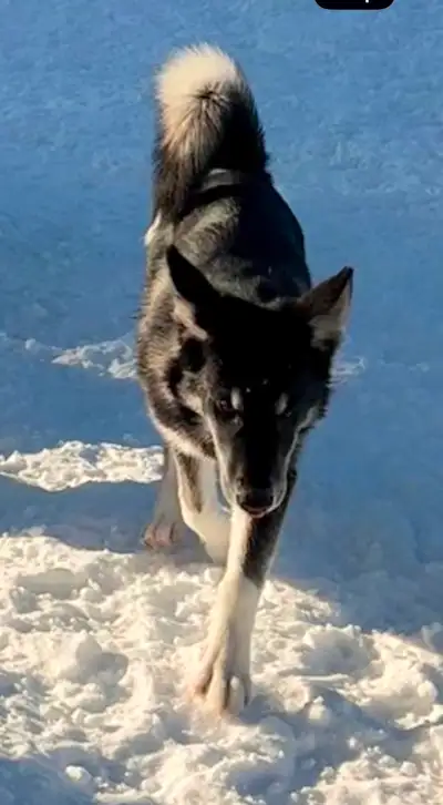 Mix malamute/husky 7 mois, View more