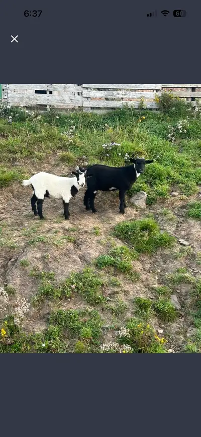 Nigerian Dwarf Goats, View more