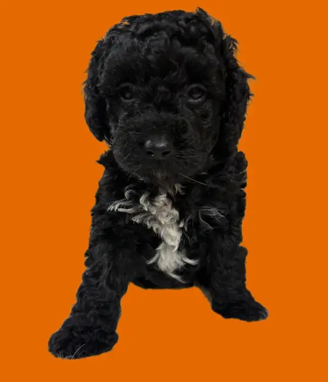 mini cockapoo puppies | Dogs & Puppies for Rehoming | Ottawa | Free ...