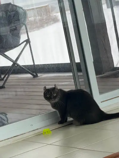 American curl munchkin cat, View more