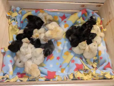 chicks day olds, View more