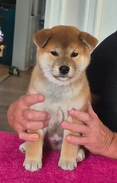 Shiba Inu Puppies Looking for Their Forever Homes ❤️, View more