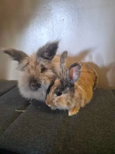 Two Lionhead Bunnies, View more
