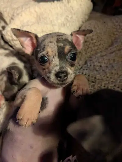 2 Tiny CHIHUAHUA merle, View more