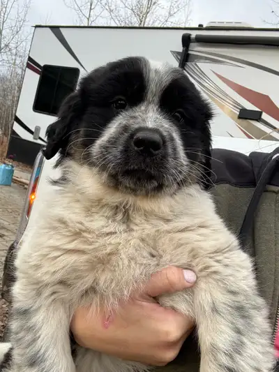 Large Puppy available October 16-29, View more