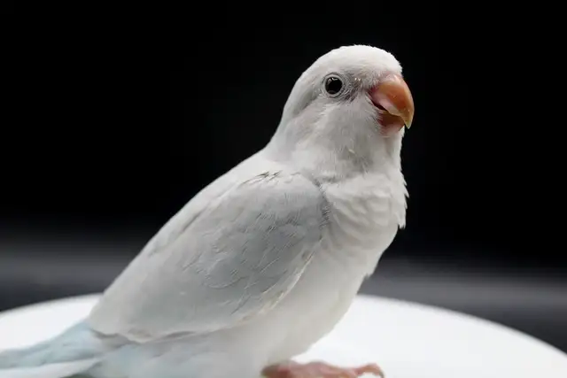 QUAKERS NAM DISPONIBLES in Birds for Rehoming in Laurentides - Image 5