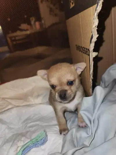 Tiny applehead Chihuahua male puppy, View more