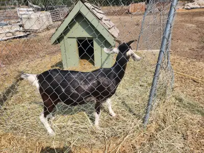 2 Year old Doe for sale, View more