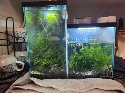 RO shrimp tank, Voir plus