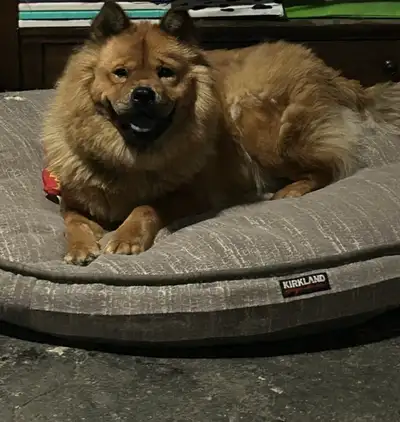 chow for rehoming, View more