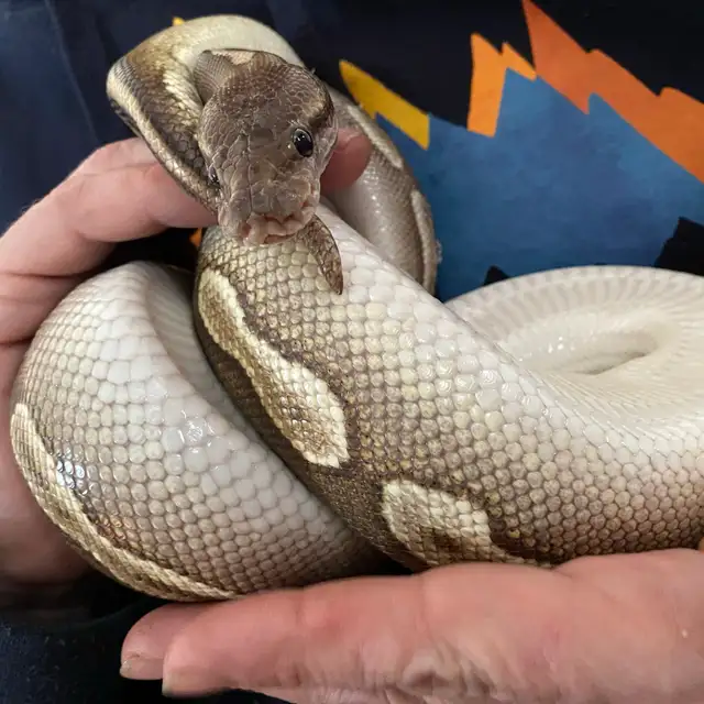 cinnamon Mohave het ultamel ballpython in Reptiles & Amphibians for Rehoming in Edmonton - Image 8