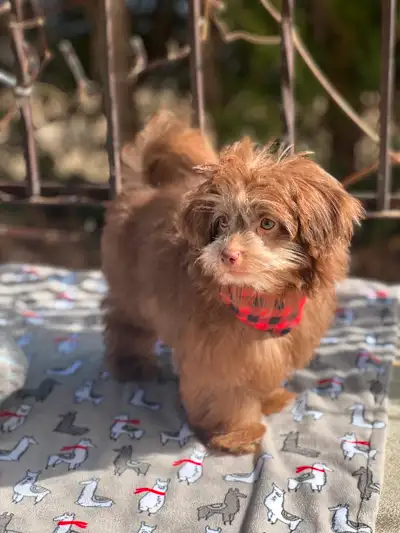 Potty trained poodle mix male puppy. Calm, affectionate and gentle with both children and pets. He h...