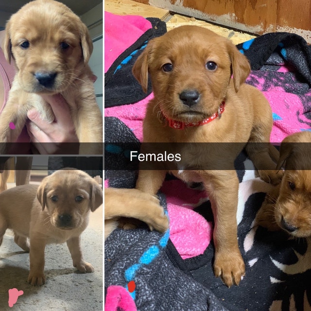 Red Fox Labrador Puppies | Dogs & Puppies for Rehoming | City of