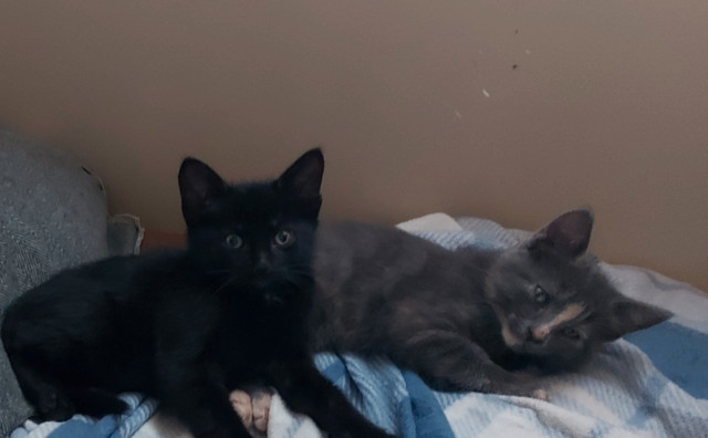 Chaton a vendre dans Chats et chatons à adopter  à Victoriaville