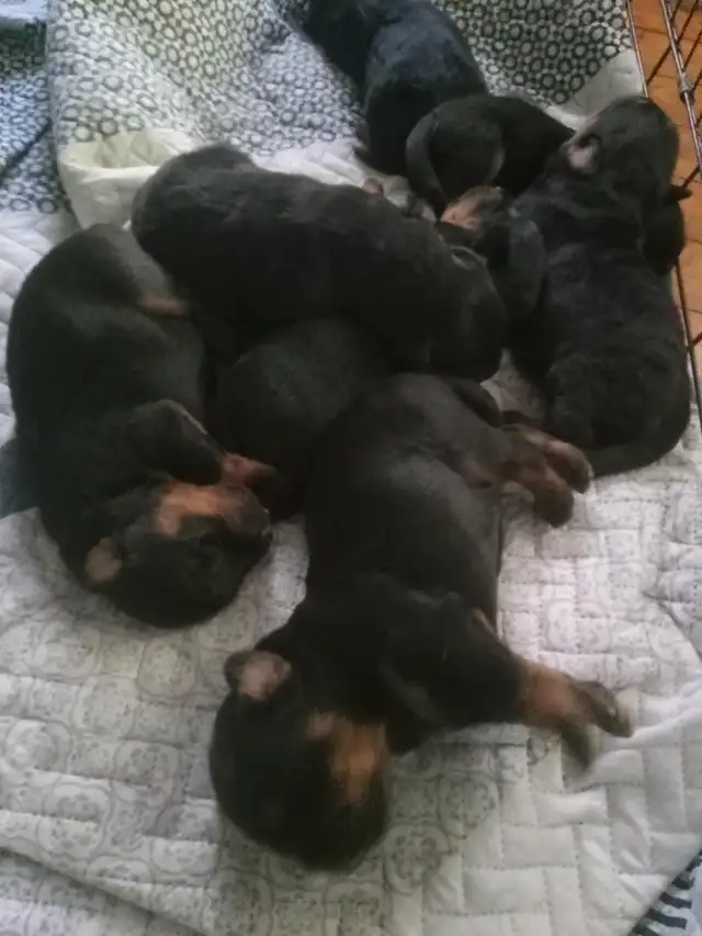 Beautiful Big boned Rottweiler puppies for Rehoming! in Dogs & Puppies for Rehoming in City of Toronto - Image 3