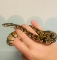 Awesome friendly young Ball Python with habitat!