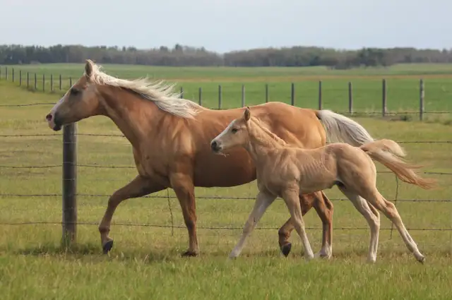 Son of SLYE BY DESIGN out of a Famous Bugs daughter in Horses & Ponies for Rehoming in Oshawa / Durham Region - Image 8