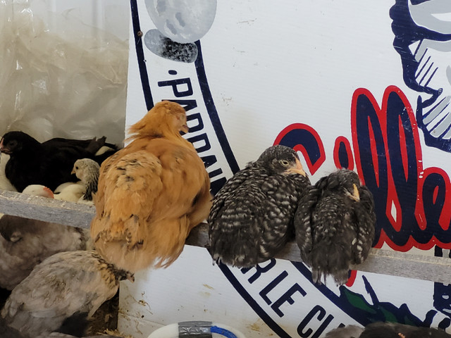 POULETTES , p.pondeuses,Coqs/ PULLETS, laying hens,Roosters. dans Animaux de ferme  à Longueuil/Rive Sud