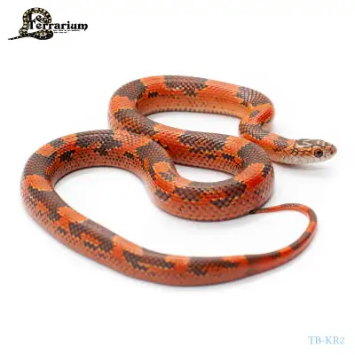 Serpent roi d'Apalachicola - Régulier - Mâle, View more