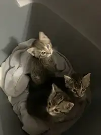 3 Lovable kittens