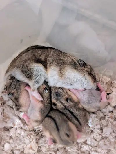 FREE Adorable Russian Dwarf Hamster Litter, View more