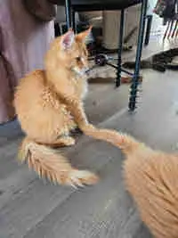  Maine coon 1500$
