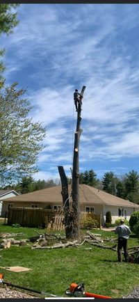 Tree Services Fully Insured Free Quotes 