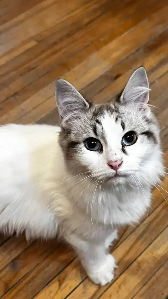 Chatte ragdoll in Cats & Kittens for Rehoming in Laurentides - Image 5