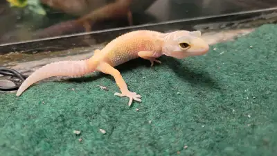 baby leopard geckos, View more