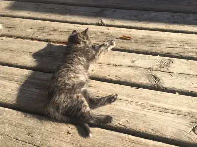 PENDING Cute Kitten, View more