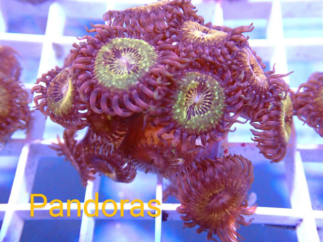 Zoas frags in Fish for Rehoming in London - Image 2