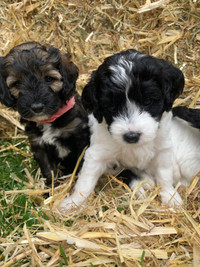 Mini cockapoos 