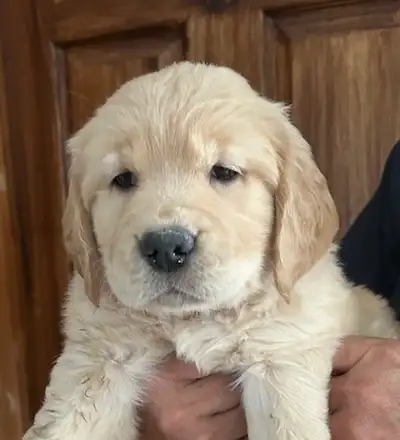 Adorable chiot golden retriever femelle ... née 1 Avril 2025 ....a leur départ les chiots serons vac...