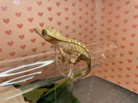 Crested Gecko (J131)